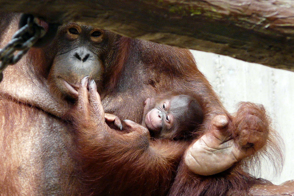 Oran-Utan-Mama mit ihrem Baby