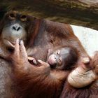 Oran-Utan-Mama mit ihrem Baby