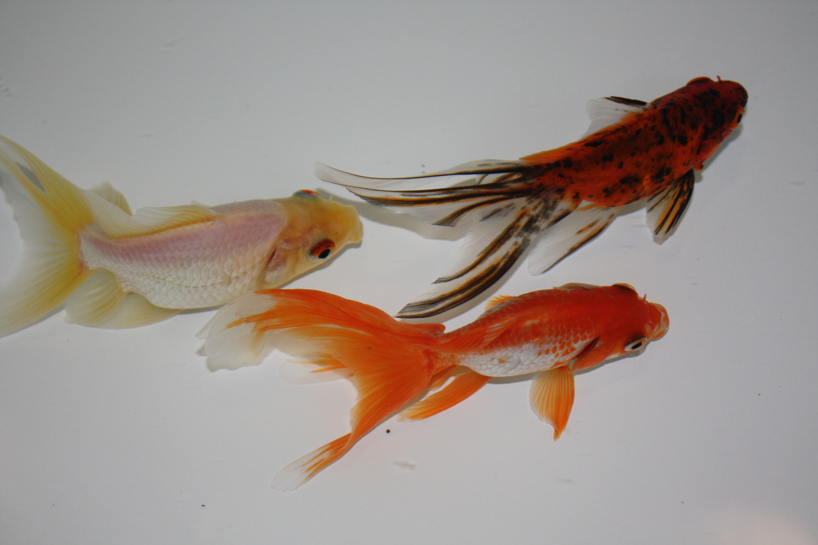 Oranda gold fishes