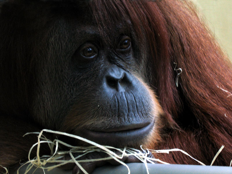 Orang von spikesch