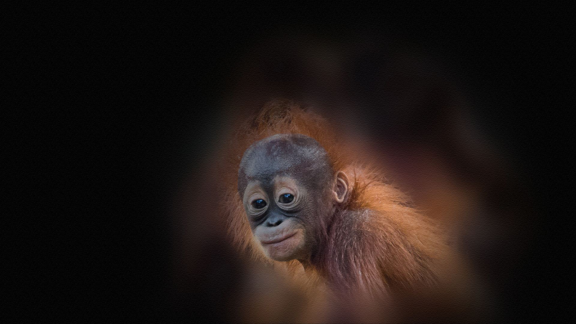 Orang Baby