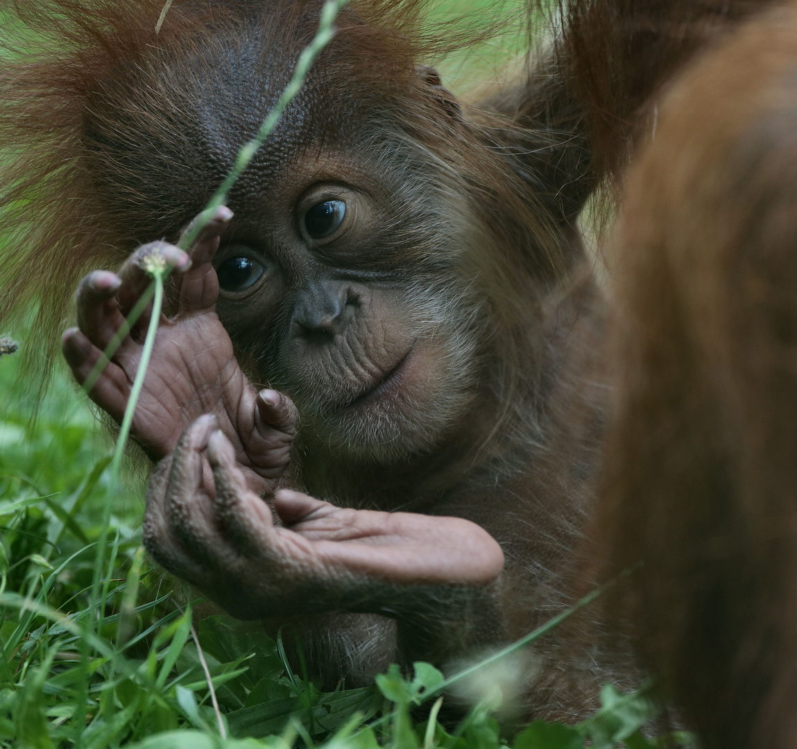 orang baby 2