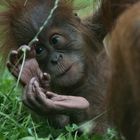 orang baby 2