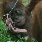 orang baby 2