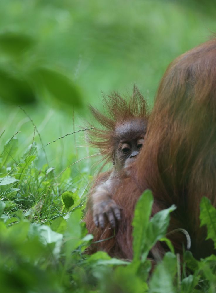 orang baby 3