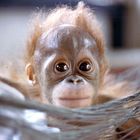 Orang Baby - Camp Leaky - Kalimantan - Indonesia - 1989