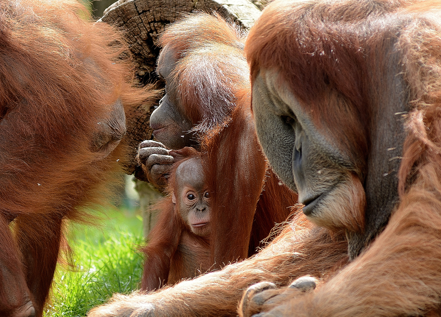 -Orang-Familie-