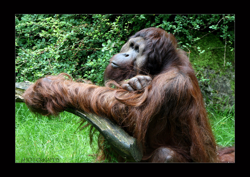 Orang im Wuppertaler Zoo