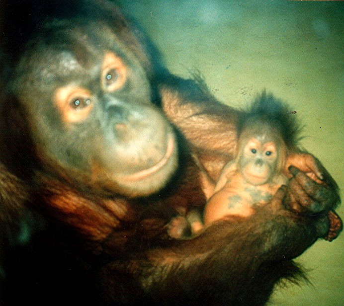 Orang mit Jungtier im Dresdner ZOO 1991