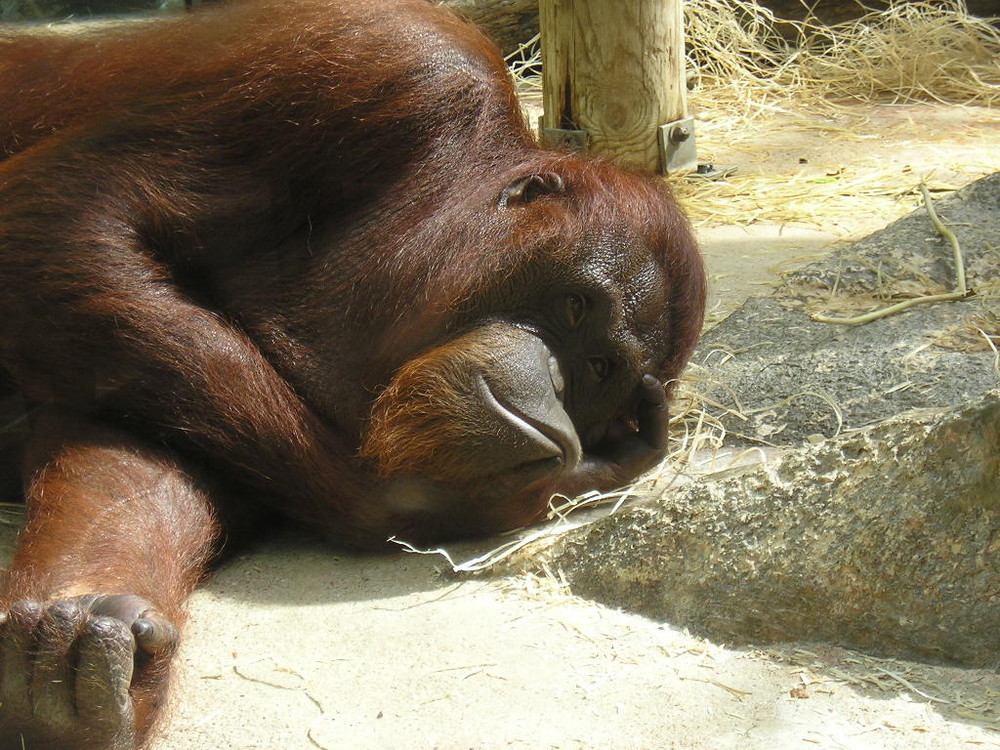 Orang-outan, Zoo de Beauval