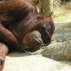 Orang-outan, Zoo de Beauval
