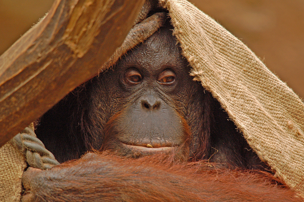 Orang Portrait