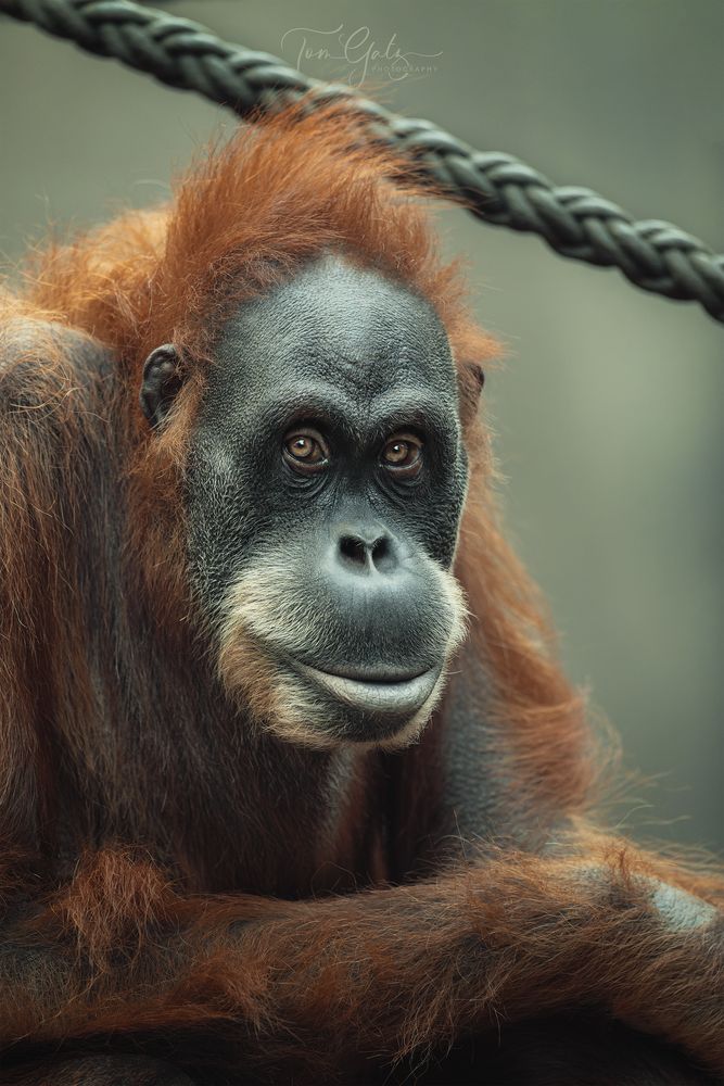 Orang-Portrait