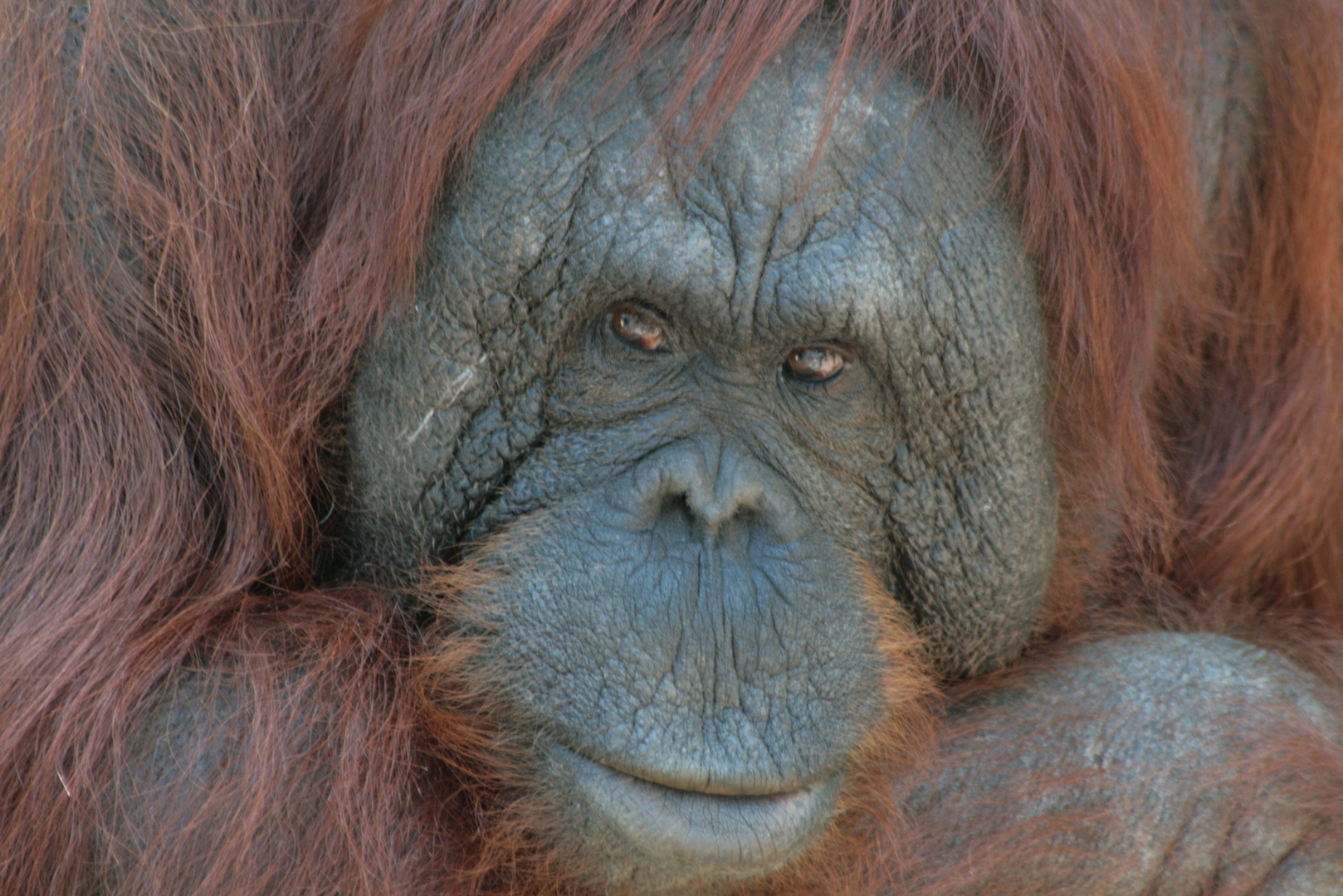 Orang-Portrait