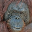 Orang-Portrait