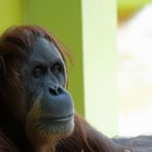 Orang-Utan