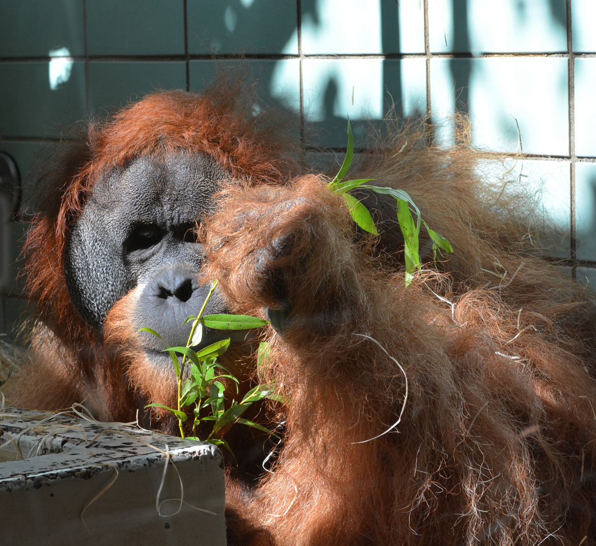 Orang Utan