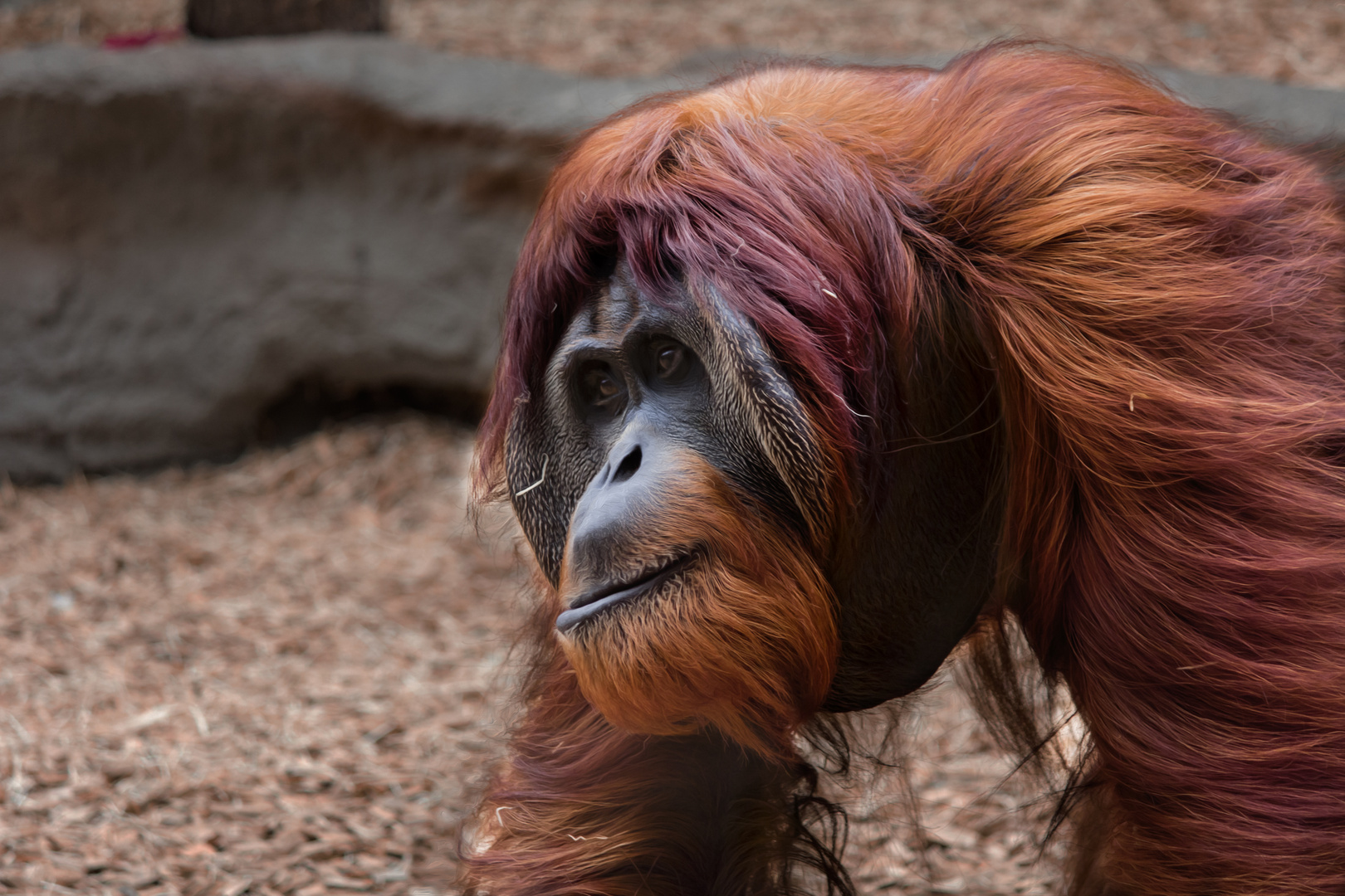 Orang Utan Foto & Bild | archiv, a r c h i v aktuell, affen Bilder auf