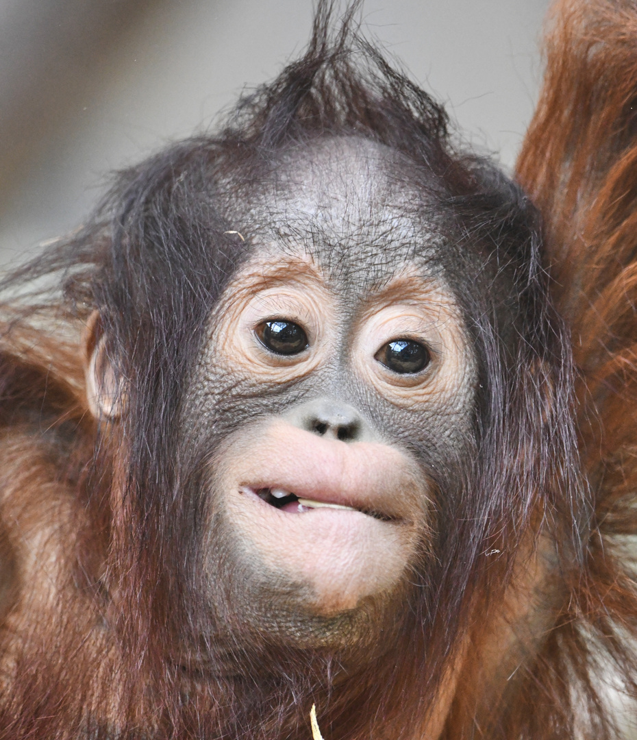 Orang Utan