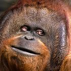 Orang-Utan 