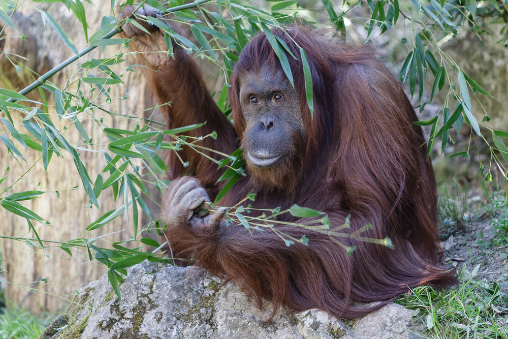 Orang Utan