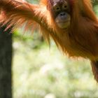 Orang Utan