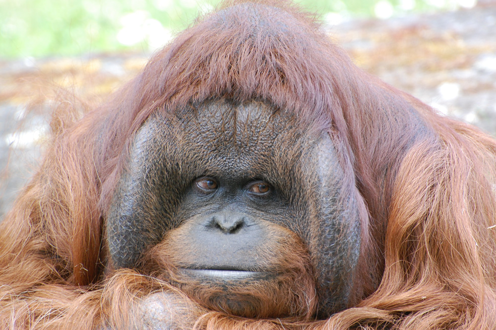 Orang-Utan