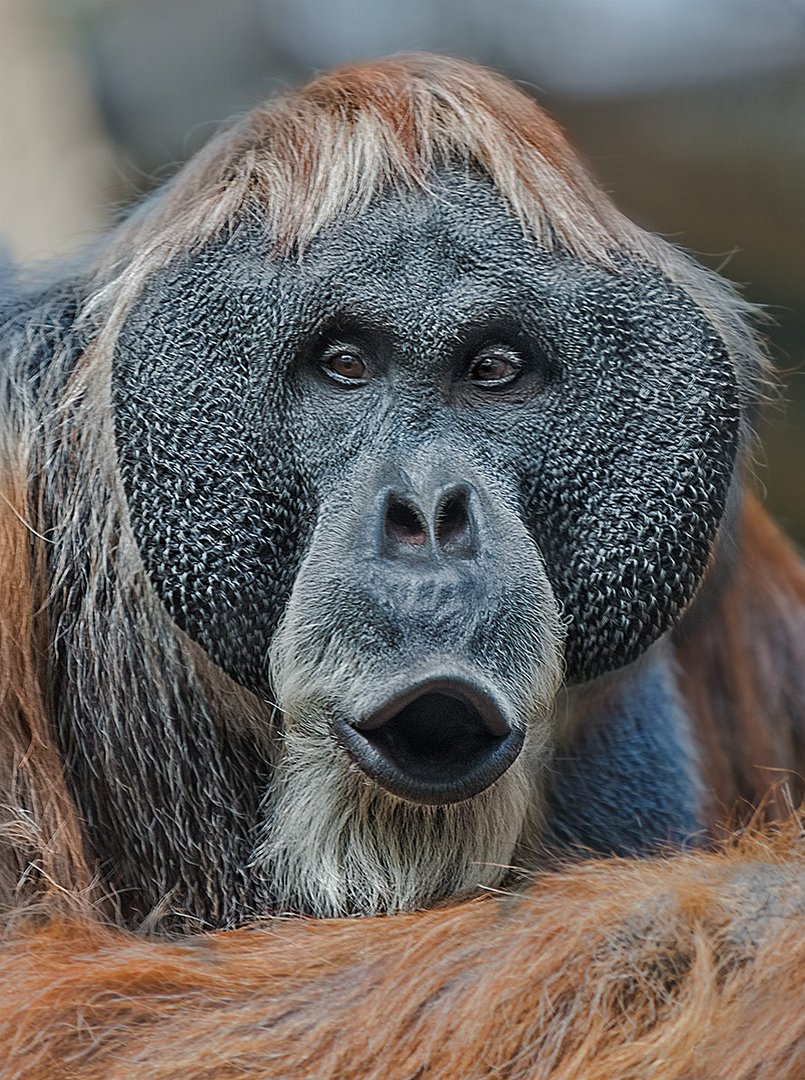 Orang Utan Foto Bild tiere zoo wildpark falknerei Orang Utan Foto Bild tiere zoo wildpark falknerei