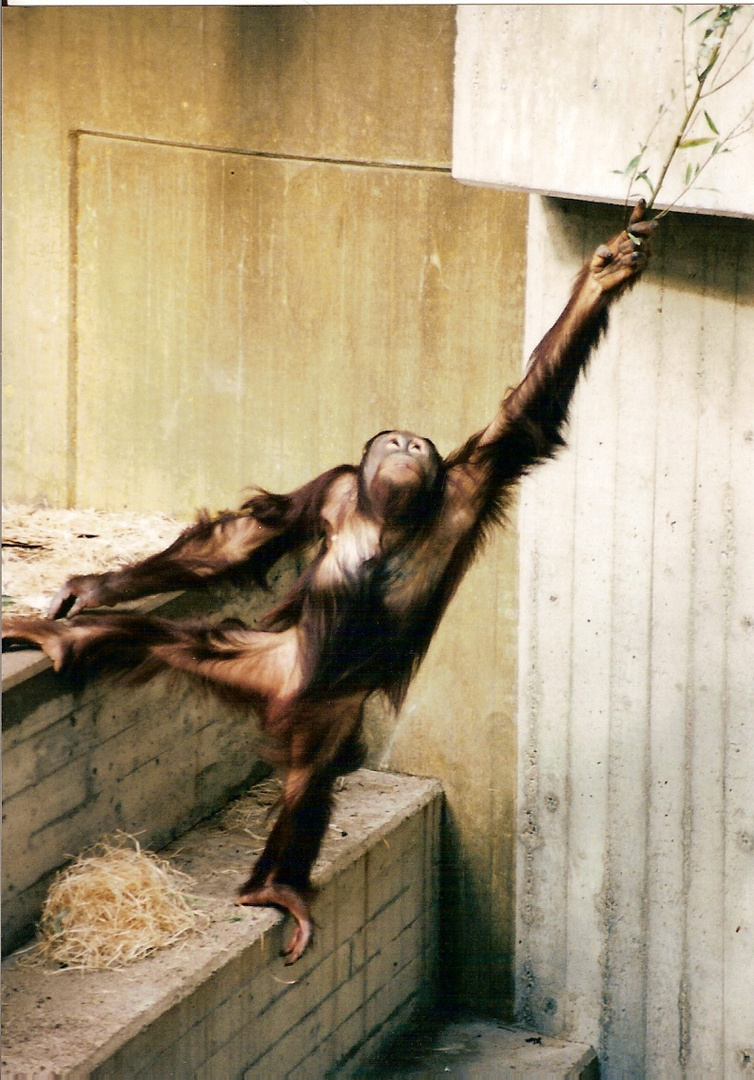 Orang Utan 1