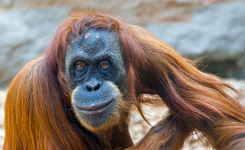 Orang Utan