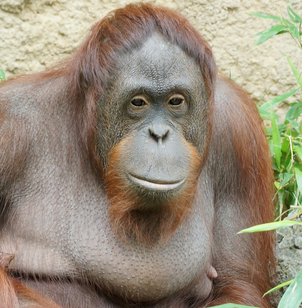 Orang Utan