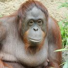 Orang Utan