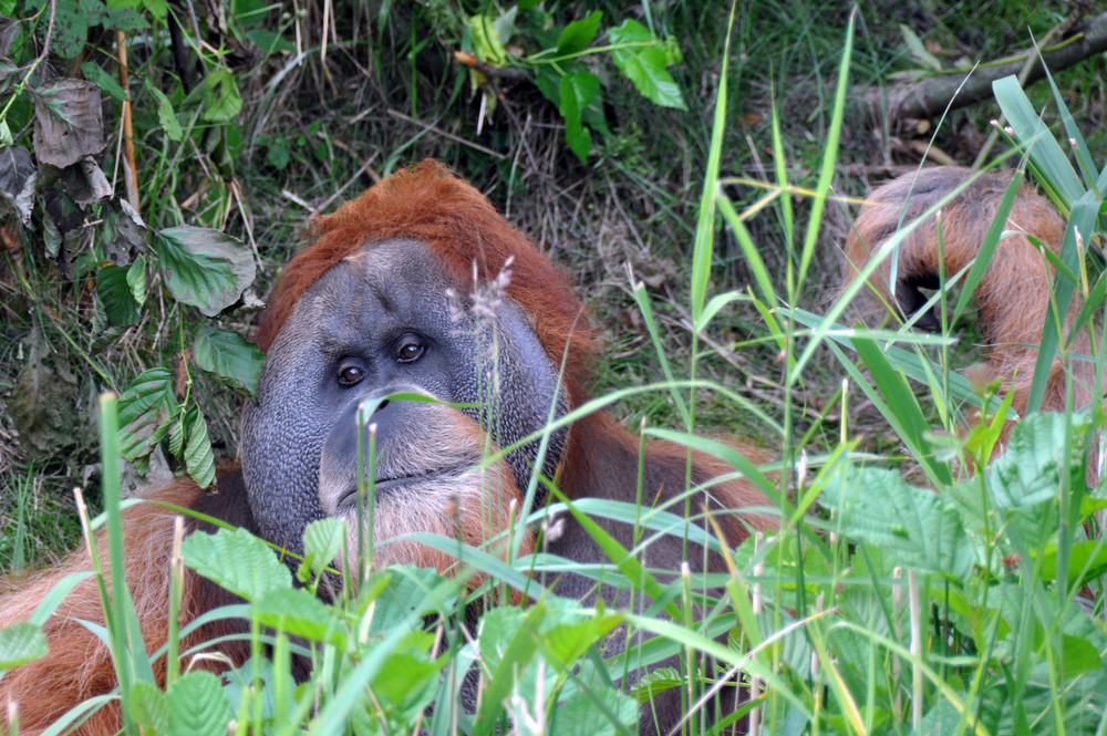 Orang Utan