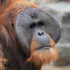 Orang Utan