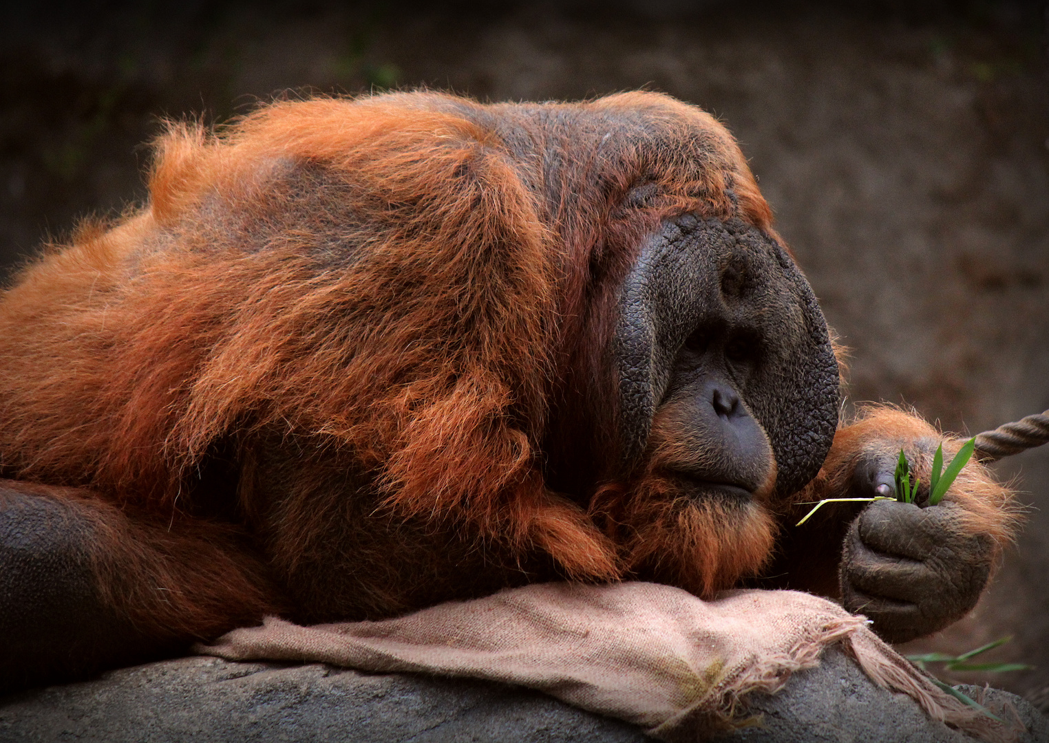 Orang Utan