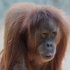 Orang-Utan