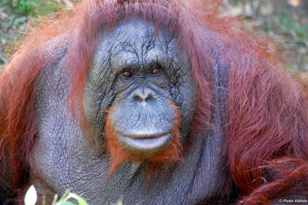 Orang Utan