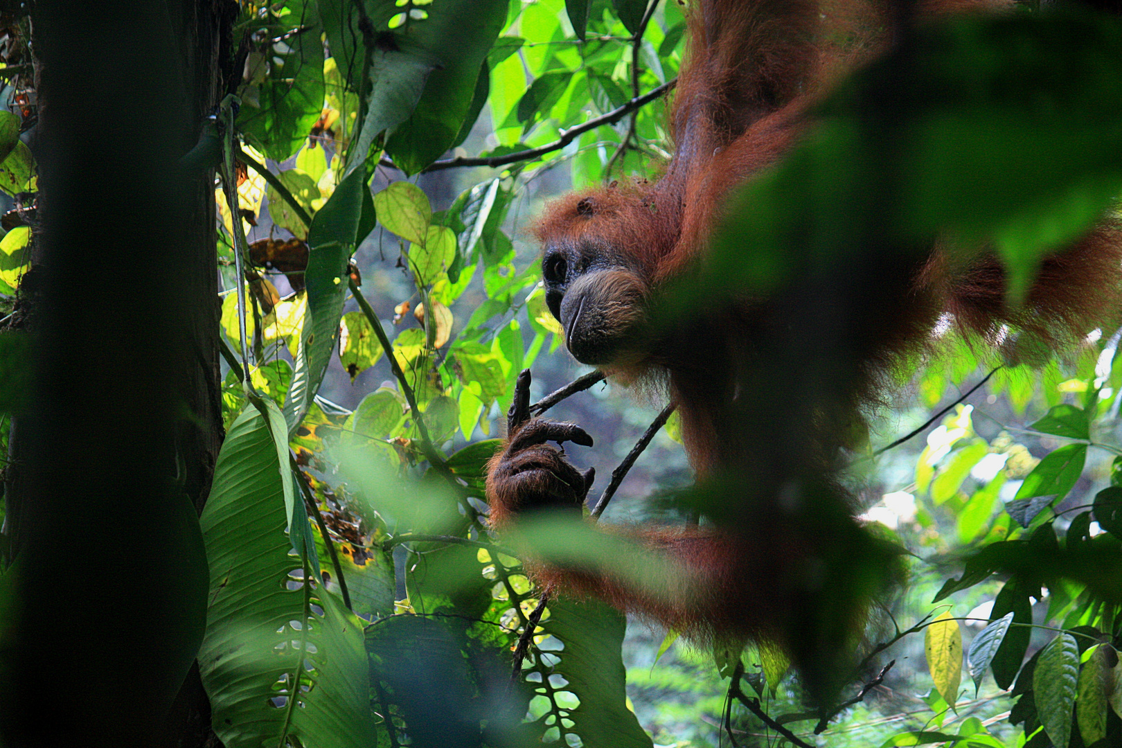 Orang Utan 2