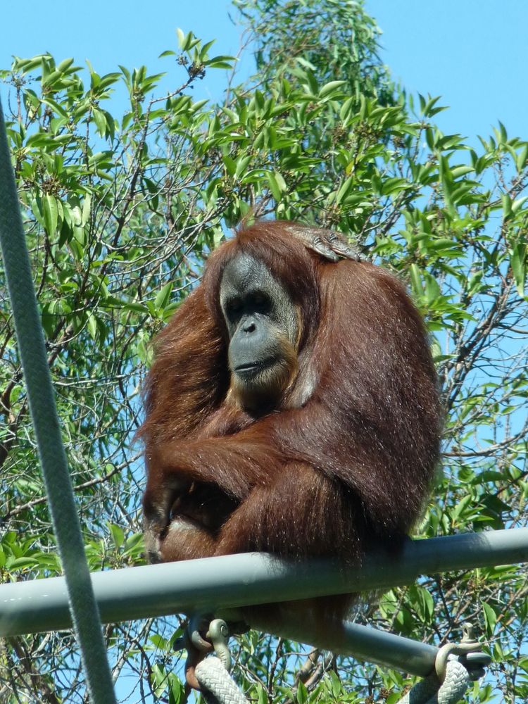 Orang Utan 2