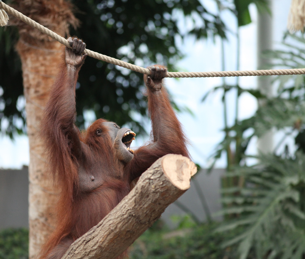 Orang Utan 2