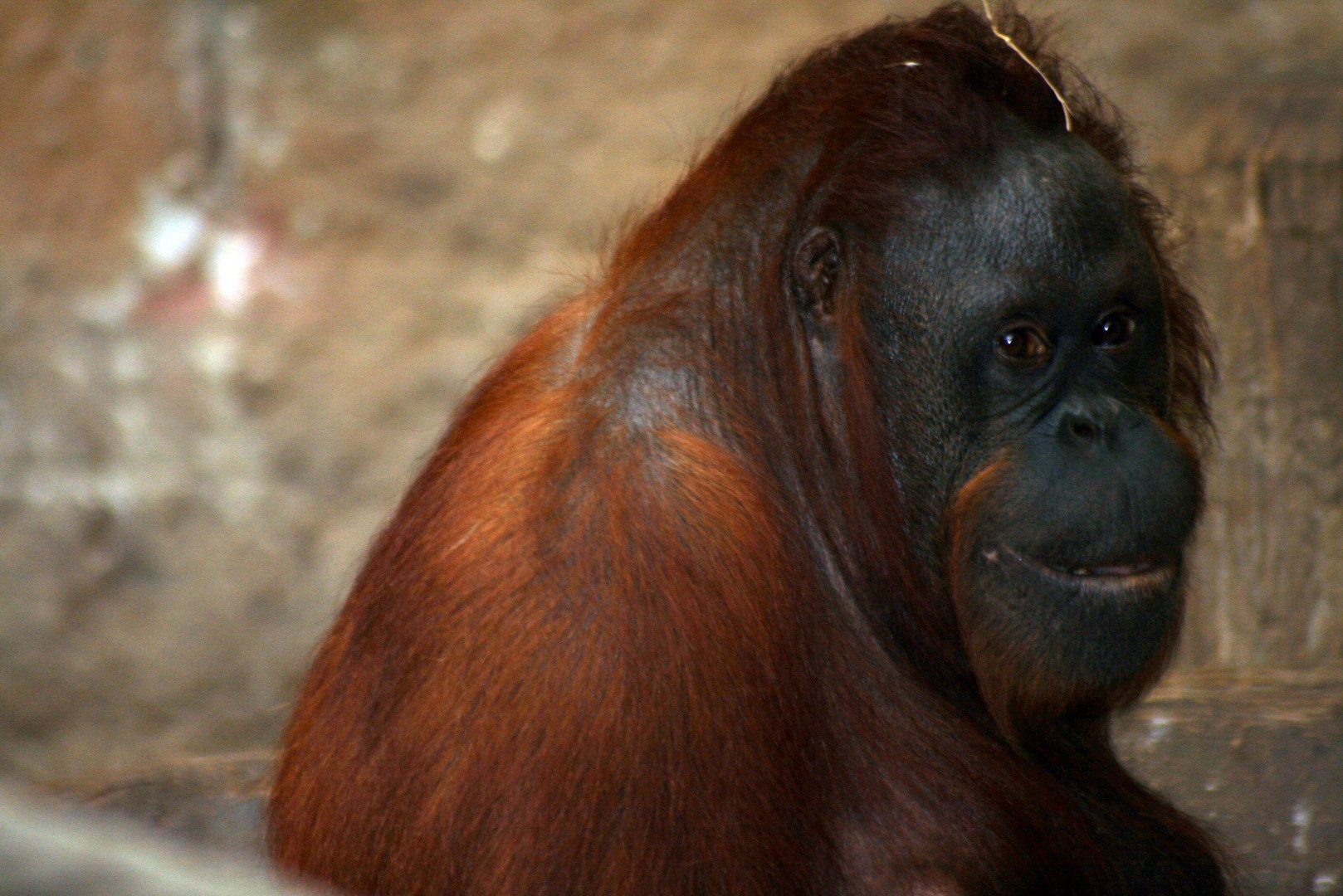 Orang Utan 2