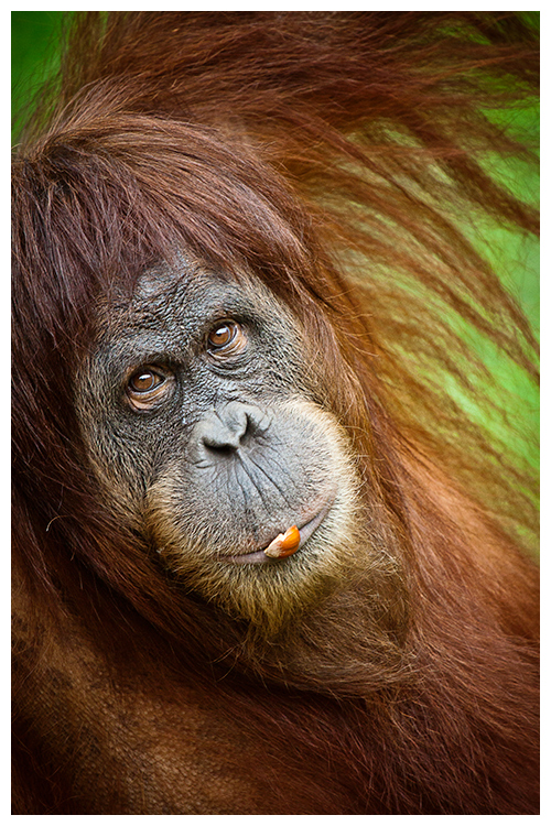 Orang-Utan .2