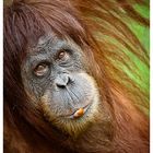 Orang-Utan .2