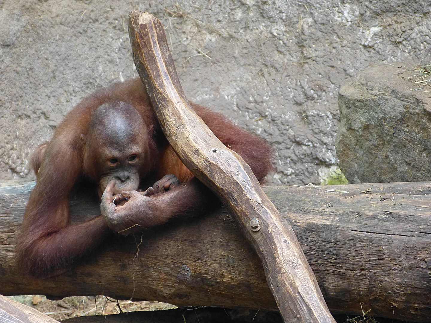 Orang Utan 2 Zoo Münster