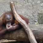 Orang Utan 2 Zoo Münster