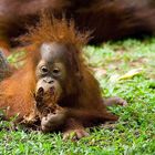 Orang Utan