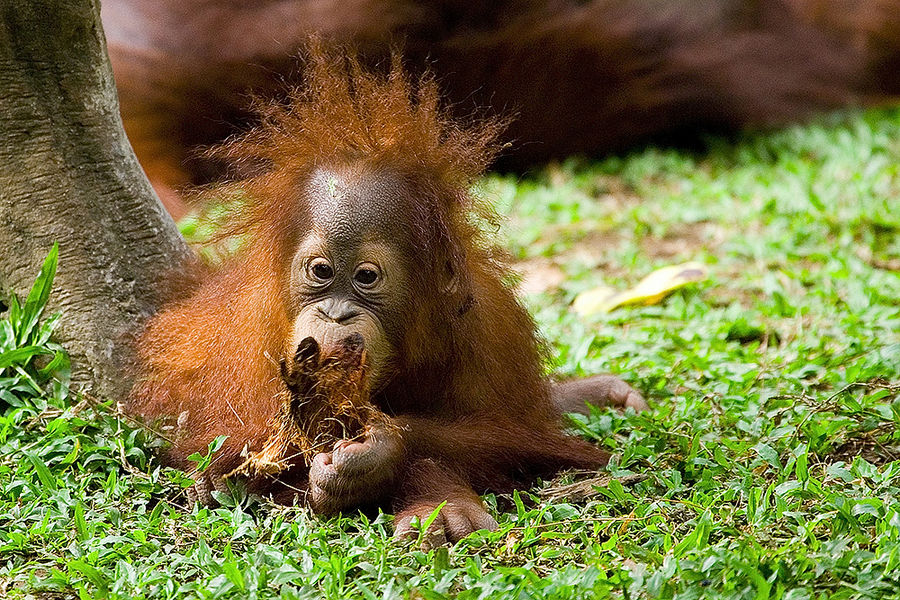 Orang Utan von Peter Herman