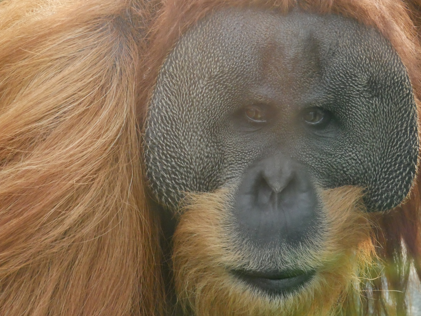 Orang-Utan