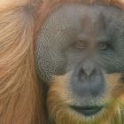 Orang-Utan