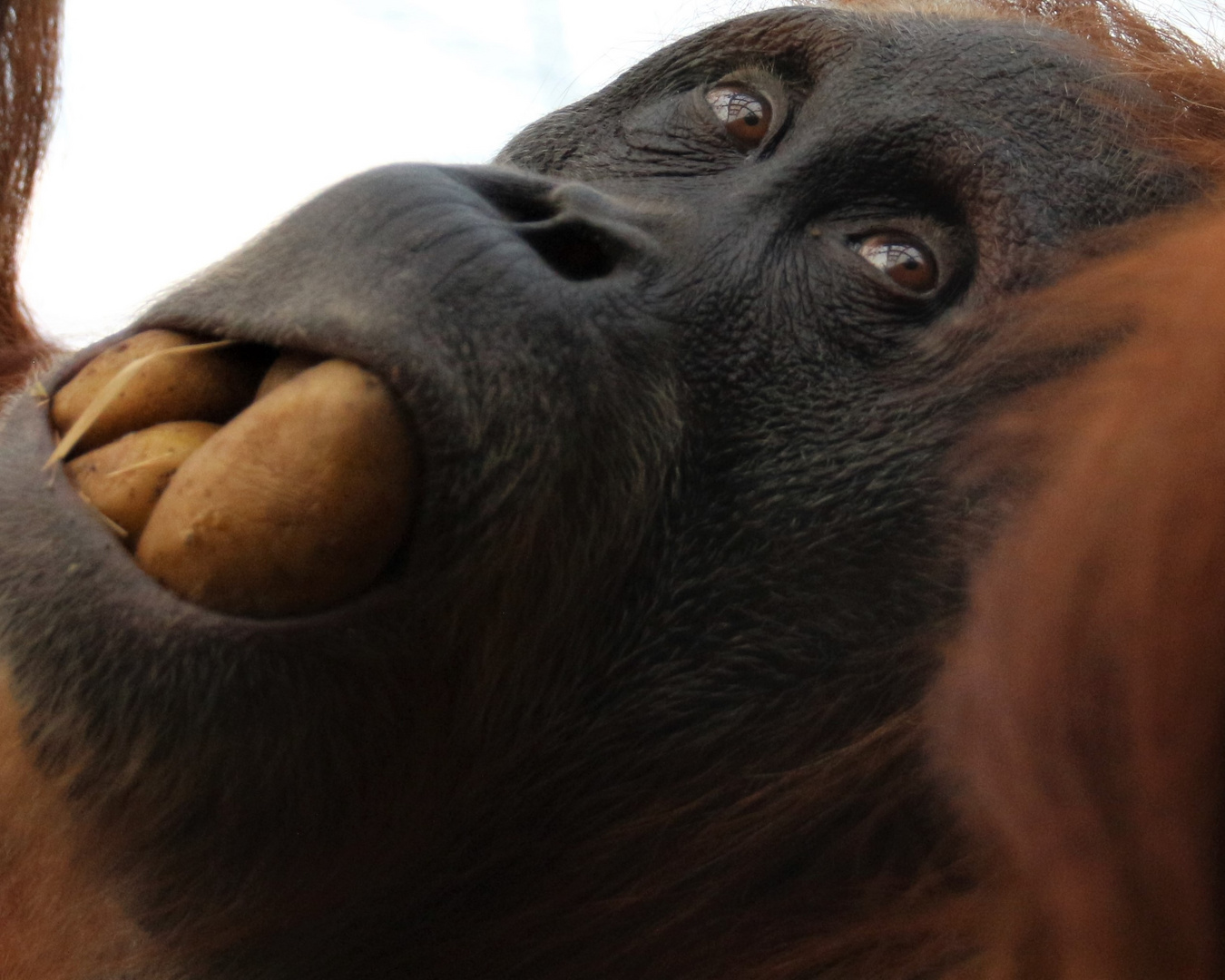 Orang Utan